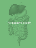 PRESENTATION- THE DIGESTIVE SYSTEM