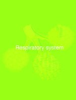 EXAMS PREPARATION NOTES ON PHYSIOLOGY AND ANATOMY -TERMINOLOGY AND BODY ORGANIZATION STUDY GUIDE; THE RESPIRATORY SYSTEM