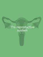 COMPREHENSIVE NOTES ON THE REPRODUCTIVE SYSTEM; ANATOMICAL, PHYSIOLOGICAL AND CLINICAL EXPLANATION