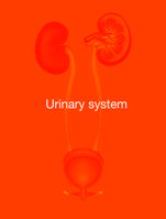 EXAM REVIEW AND REVISION NOTES ON THE URINARY SYSTEM; ANATOMICAL, PHYSIOLOGICAL AND CLINICAL EXPLANATION