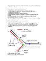 DNA replication class notes for biochemistry