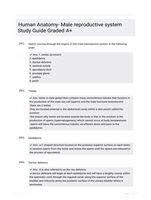 Human Anatomy- Male reproductive system Study Guide Graded A+